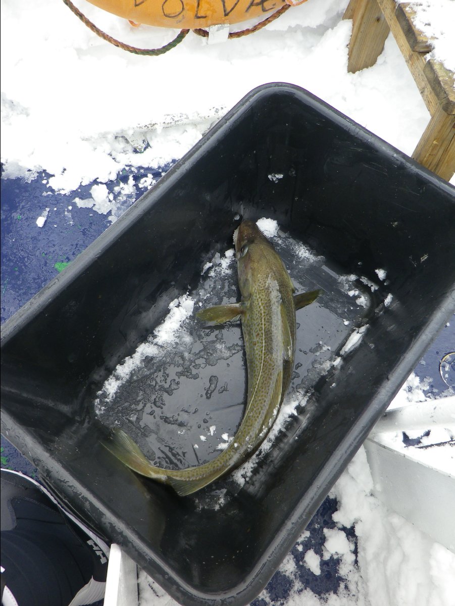 Cod Fishing26